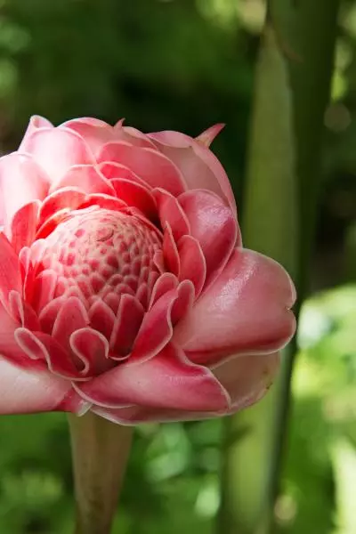 photo d'une fleur rose de porcelaine