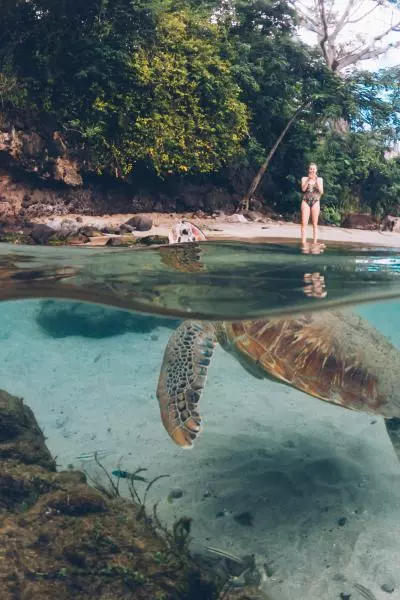 tortue plage martinique