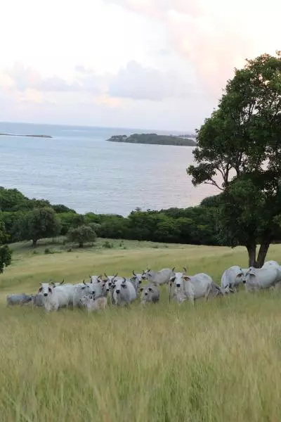 vache martinique