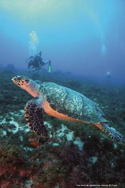 tortue plongee