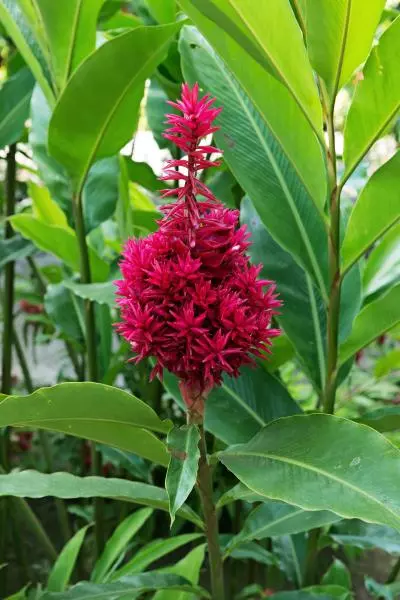photo d'une fleur alpinia dans le jardin de balata