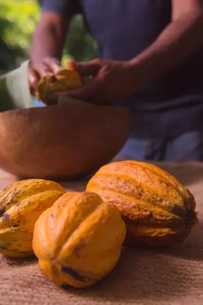 Fève de cacao martinique