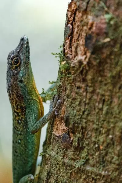lezard martinique