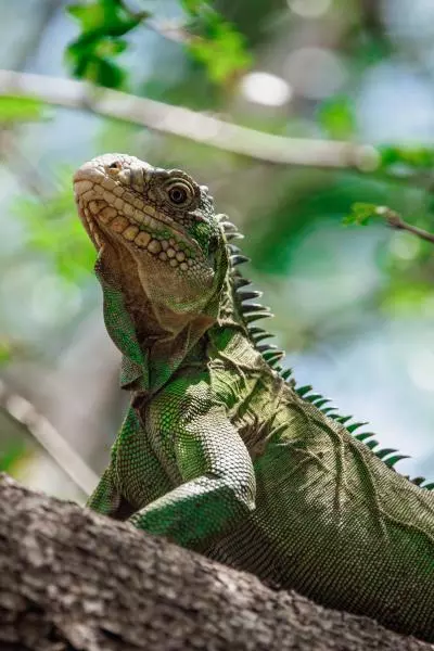 iguane
