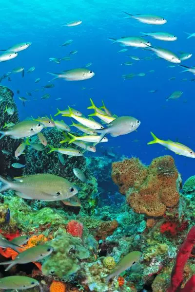 photo faune maritime martinique