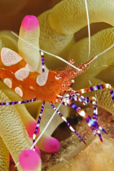 espèce sous marine martinique