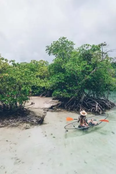 kayak mangrove