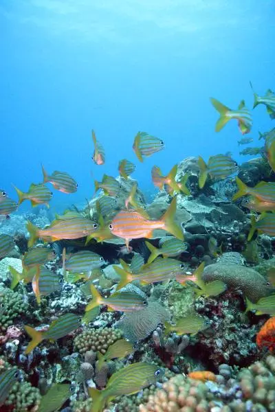 spots plongée tombant de l'eglise