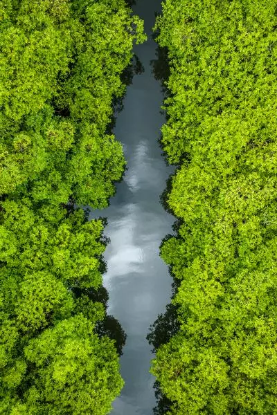  drone mangrove martinique
