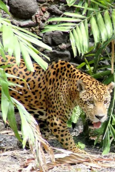 zoo martinique