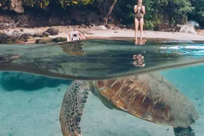 Tortues Martinique