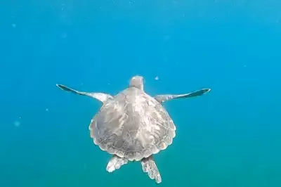tortue qui nage