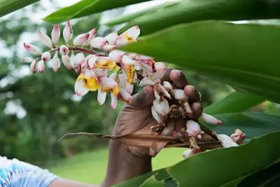 plantes médicinales martinique