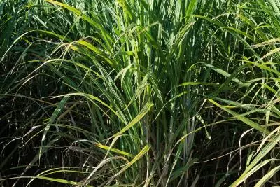 photo plante canne a sucre