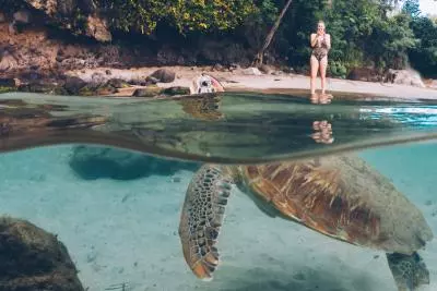 tortue plage martinique