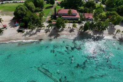 anse figuier à riviere pilote