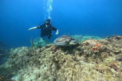 tortue-bapteme-1024x896 ofil de leau (1).jpg