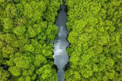  drone mangrove martinique