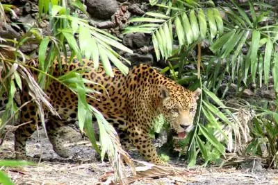 zoo martinique