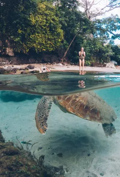 Tortues Martinique
