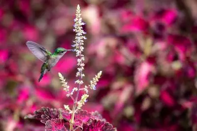 photo d'un colibri dans le jardin de balata