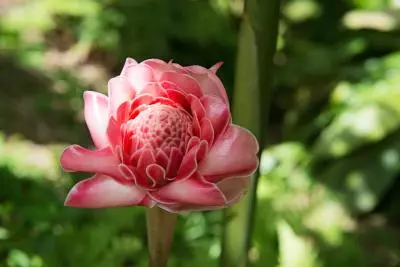 photo d'une fleur rose de porcelaine