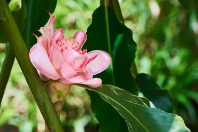 photo d'une fleur rose de porcelaine