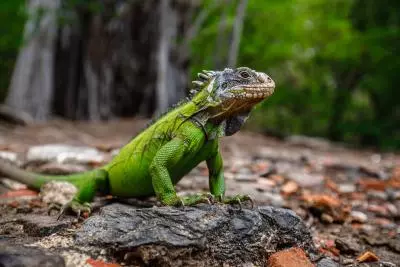 iguane