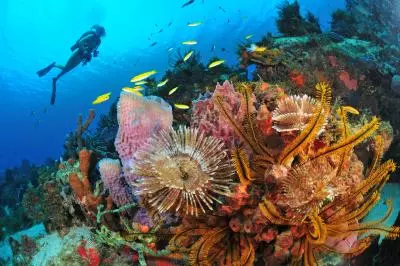 Fonds marins martinique