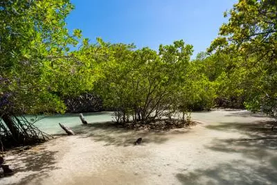 mangrove