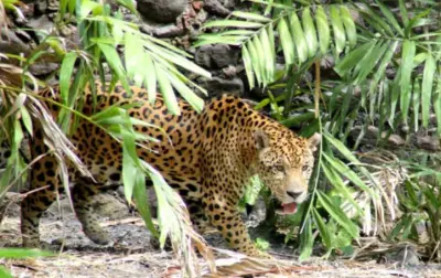 Zoo Martinique Léopard