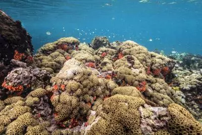 coraux sous-marins martinique