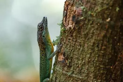 nature
