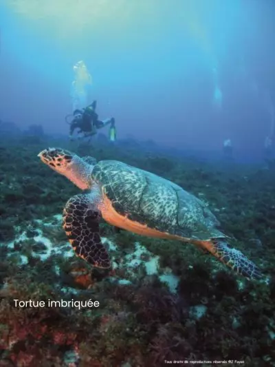 Tortue imbriquee plongée