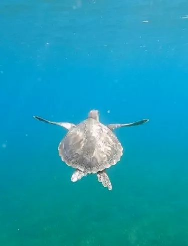 photo d'une tortue qui nage
